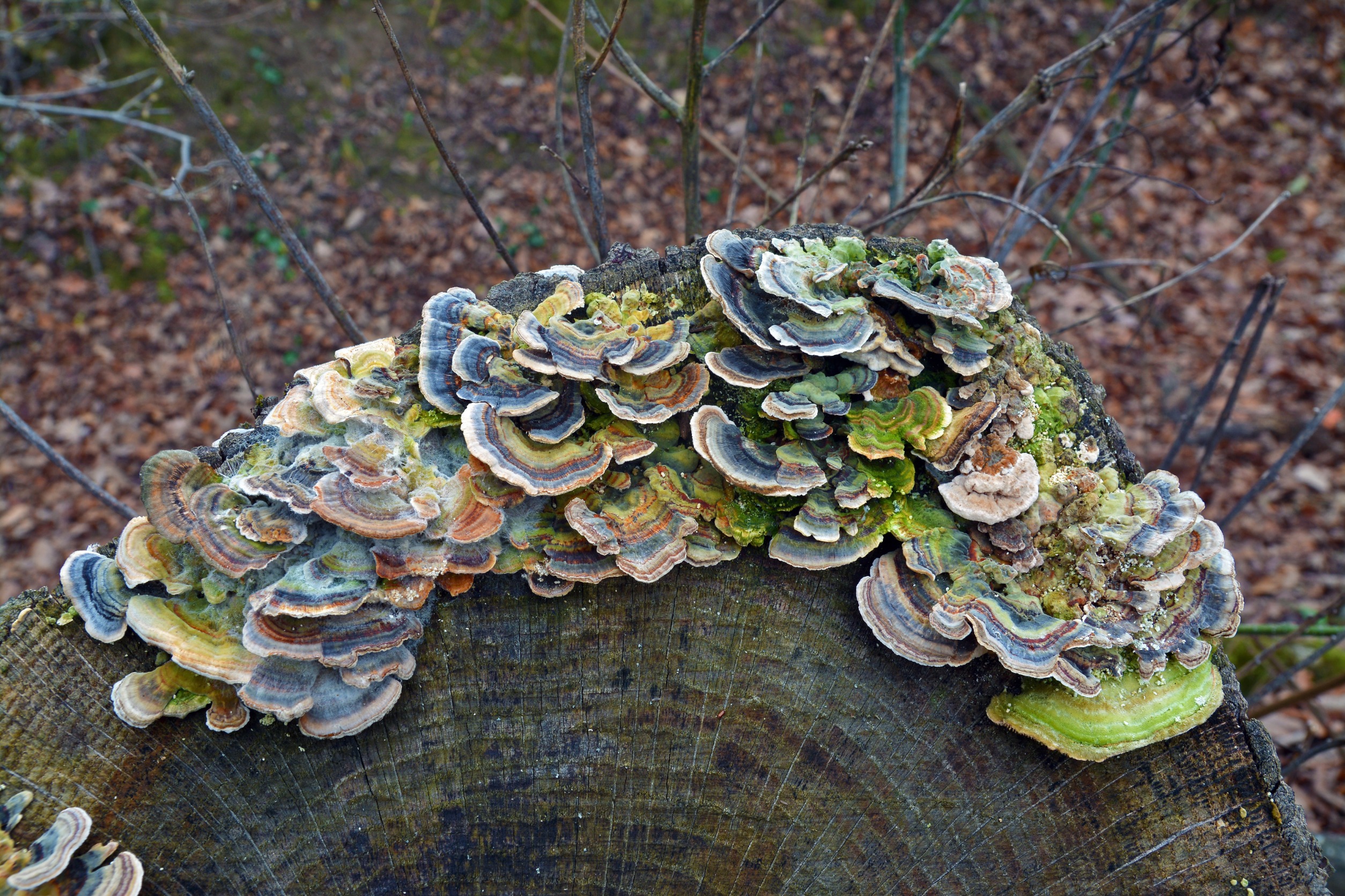 Coriolus turkey tail